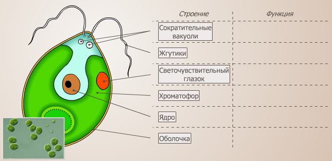 Хламидомонада строение рисунок