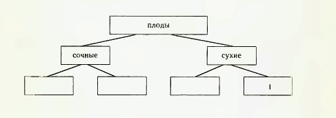 Классификация плодов схема 6 класс по биологии