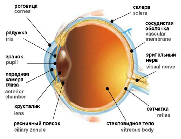 Какой цифрой на рисунке обозначена структура глаза нарушение в которой приводит к дальтонизму