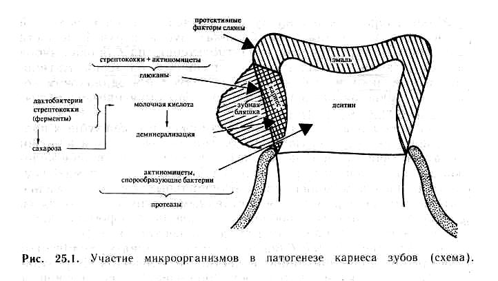 Схема формирования зуба