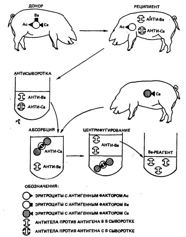 1 донор и реципиент. Системы групп крови у крупного рогатого скота. Схема синхронизации свиней. Группы крови свиней. Схемы наследования пола у крупнорогатого скота.