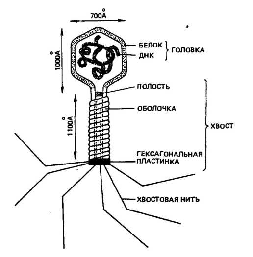 Рисунок вируса с подписями. Схема строения бактериофага. Строение фагов микробиология. Рисунок строения фага. Бактериофаг строение ДНК.