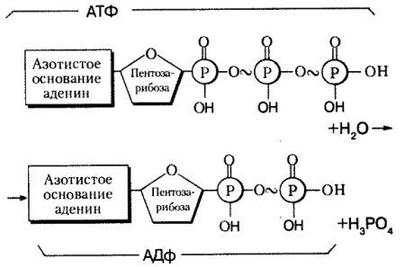 Атф схема строения молекулы