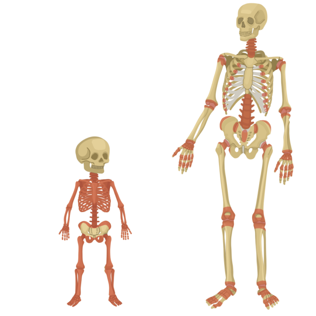 Про скелет человека. Скелет человека. Скелет человека для детей.