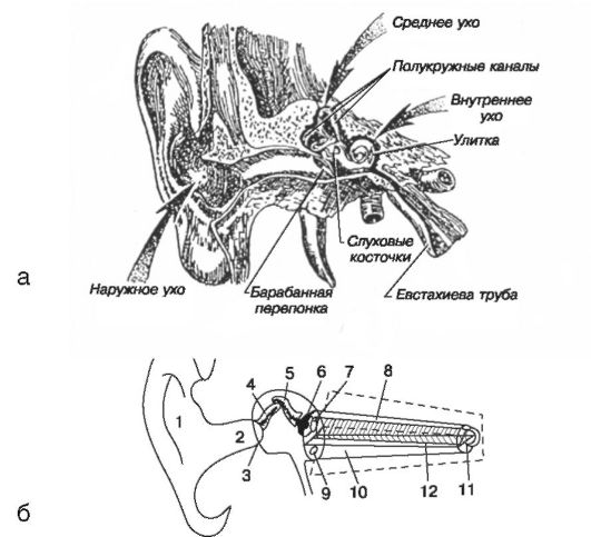 Строение уха егэ рисунок