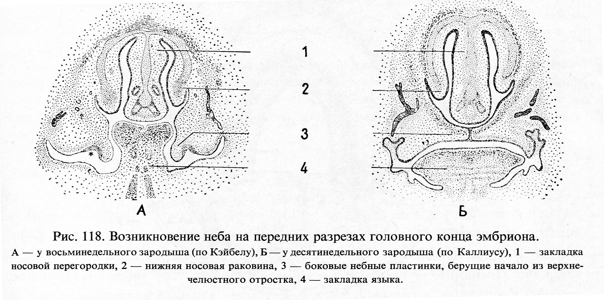 Формирование лица. Эмбриогенез ротовой полости и развития лицо. Эмбриональное развитие полости рта. Развитие лица и ротовой полости гистология. Первичная ротовая полость формирование.