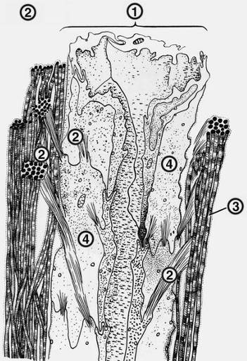 рис. 2. схема строения лимфатического капилляра: 1 — лимфатический капилляр (на разрезе); 2 — атропные (якорные) филаменты; 3 — пучки коллагеновых волокон; 4 — эндотелиоциты.