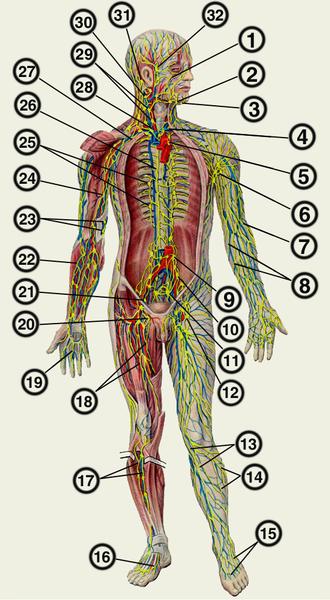 рис. 4. лимфатическая система человека: 1 — лимфатические сосуды лица; 2 — подчелюстные лимфатические узлы; 3 — подбородочные лимфатические узлы; 4 — устье грудного протока; 5 — передние средостенные лимфатические узлы; 6 — подмышечные лимфатические узлы; 7 — поверхностные лимфатические сосуды руки, следующие по ходу латеральной подкожной вены; 8 — медиальная группа поверхностных лимфатических сосудов руки; 9 — поясничные лимфатические узлы; 10 — общие подвздошные лимфатические узлы; 11 — <a href=