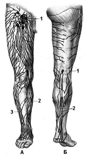Лимфоузлы на ногах где. Подколенные лимфоузлы. Лимфатическая система нижних конечностей. Лимфатические узлы нижней конечности. Лимфатическая система голени.