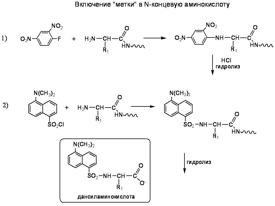 Концевые аминокислоты. Методы определения n-концевых аминокислот:. Методы определения с-концевых аминокислот:. N концевая аминокислота. Определение n концевой аминокислоты.