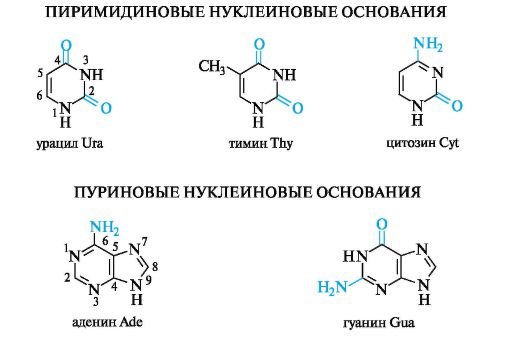 Строение молекулы какого мономера изображено на представленной схеме урацил