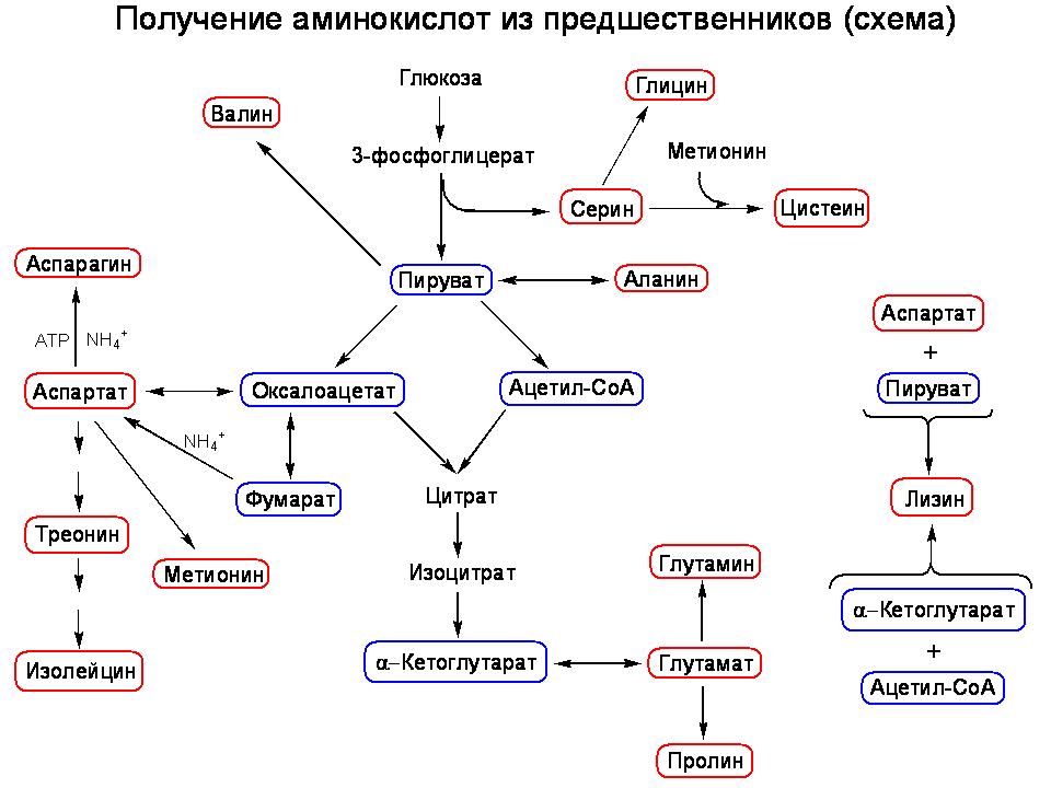 Технологическая схема производства лизина