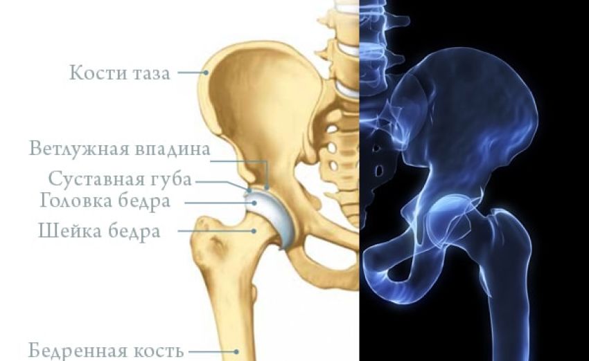 Тазобедренный сустав соединение. Анатомическая структура тазобедренного сустава. Анатомия вертлужной впадины тазовой кости. Вертлужная впадина анатомия человека. Вертлужная губа тазобедренного сустава анатомия.