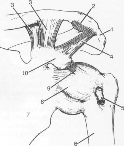 Связки плечевого сустава. Связки плечевого сустава анатомия. Связки лопатки анатомия. Собственные связки лопатки схема. Поперечная связка лопатки.