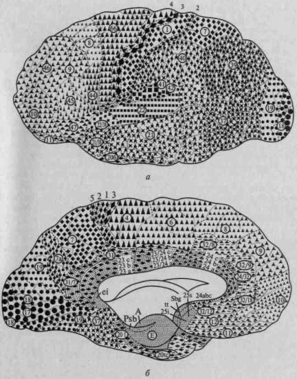 Лурия нейропсихология. Топографическая карта мозговой коры. Топографическая карта мозговой коры Поляков. Топографическая карта головного мозга. Миэлогенетическая карта мозга.