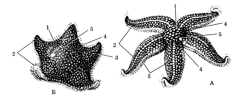 Строение морской. Asterias Rubens строение. Морская звезда Астериас строение. Внешнее строение морской звезды – Asteria. Asterias Rubens внешнее строение.