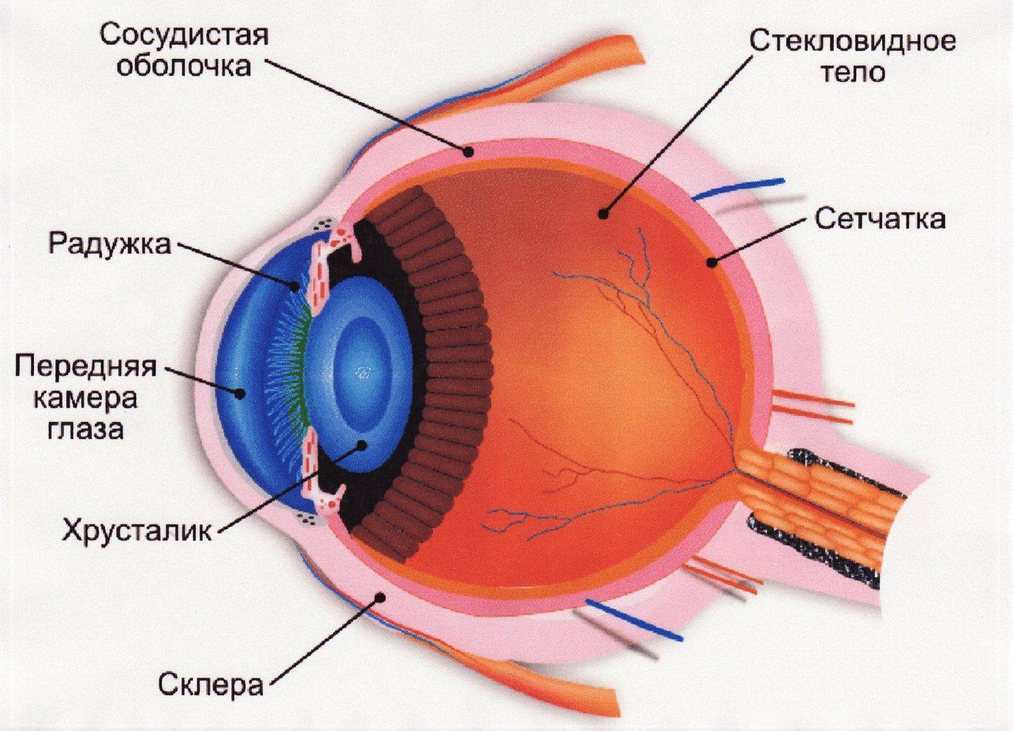 Кристаллик глаза. Радужка роговица стекловидное тело хрусталик сетчатка зрительный. Строение глаза сетчатка роговица хрусталик. Строение глаза цилиарная мышца. Строение хрусталика глаза.