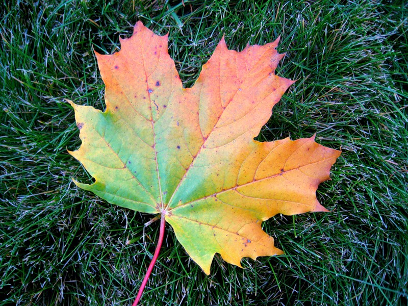 Каким цветом листья осенью. Кленовый лист. Лист клена летом и осенью. Листья осенью. Осенние листья клена.