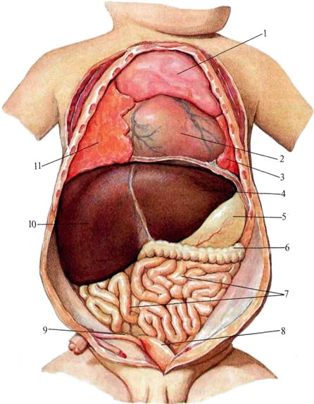 Где находится печень у новорожденного. Анатомия органов брюшной полости. Расположение органов брюшной полости у детей. Анатомия органы грудной и брюшной полости. Органы брюшной полости селезенка.