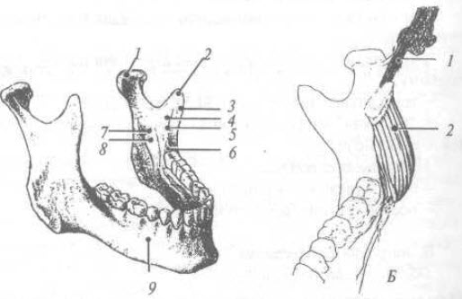 Мандибулярная анестезия схема
