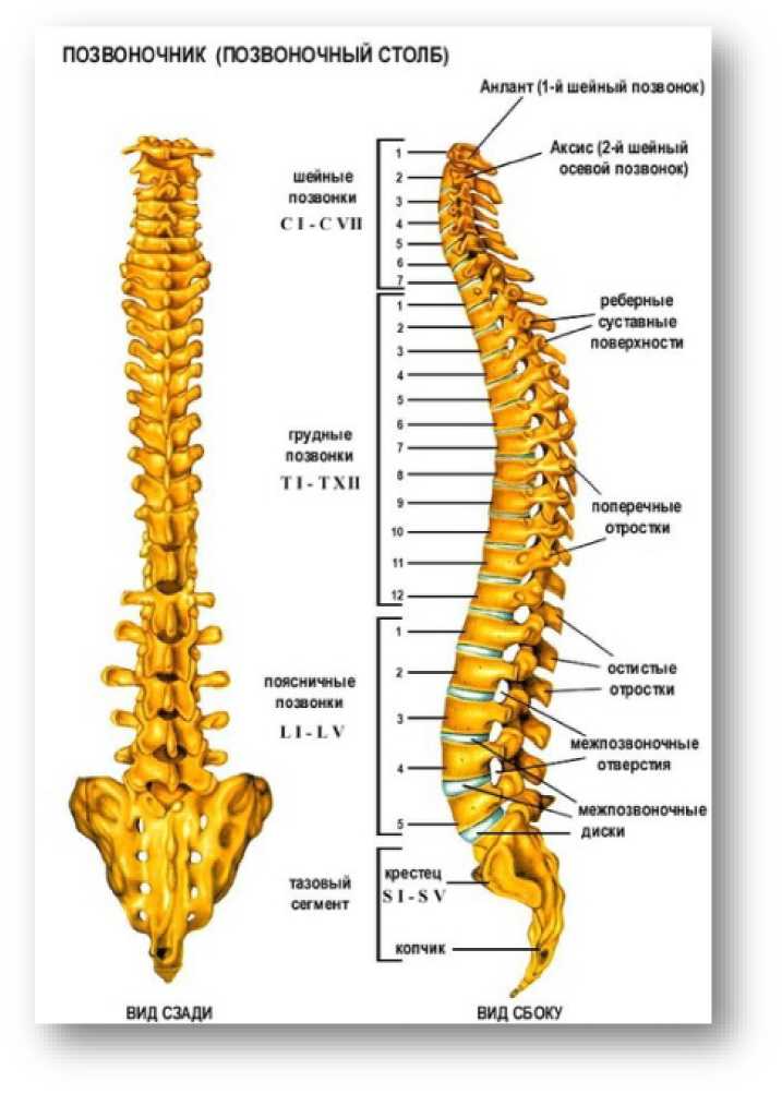 Позвоночный столб животного. Позвоночник человека. Отростки позвоночника. Остистые отростки позвоночника. Позвоночный столб.