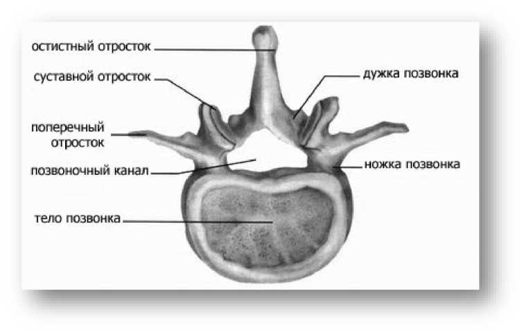 Поперечный позвонок. Отросток l2 позвонка остистый. Дужка с1 позвонка анатомия. Остистый отросток 5 позвонка.