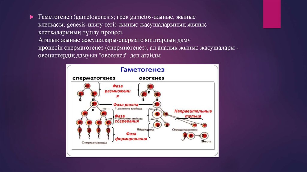 Особенности гаметогенеза