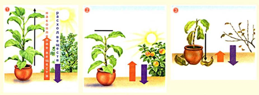 Роль светы в жизни растений. Влияние тепла на растения. Роль света в жизни растений. Тепло в жизни растений. Влияние роста растений к свету.