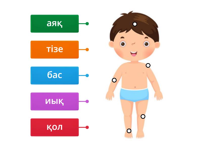 Дене сурет. Дене мүшелері английский. Дене мүшелері раскраска. Дене мүшелері картинка.