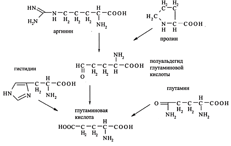 Схема обмена гистидина в разных тканях