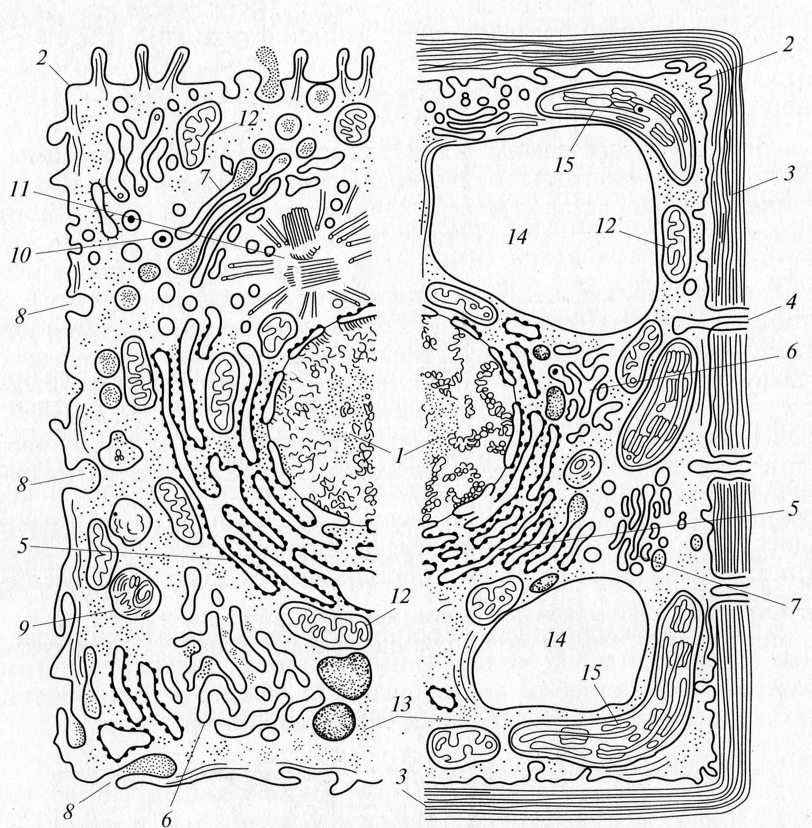 Рисунок эукариотической. Рис.2 комбинированная схема строения эукариотической клетки. Строение эукариотической клетки 3 клетки. Схема строения эукариотической растительной клетки. Комбинированная схема строения эукариотической клетки.