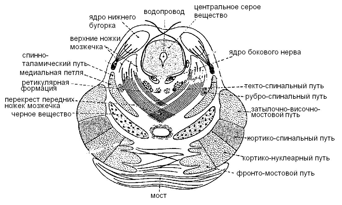 Рисунок моста анатомия