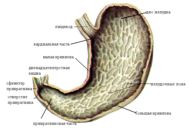 Какие отделы выделяют в желудке. Слизистая оболочка желудка строение. Оболочки стенки желудка анатомия. Желудок анатомия Синельников. Внутреннее строение желудка анатомия.