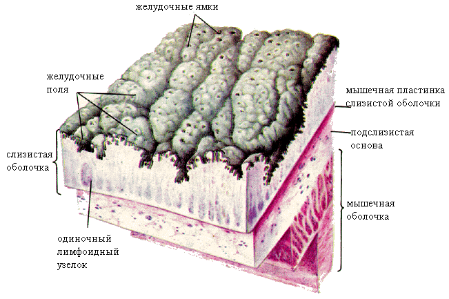 Слизистая оболочка состоит из слоев. Строение стенки желудка анатомия. Слизистая оболочка желудка строение. Строение слизистой оболочки желудка. Строение стенки желудка слои.