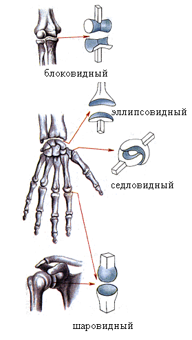 Формы суставов. Блоковидное соединение суставов. Строение блоковидного сустава. Схема строения блоковидного сустава. Блоковидный сустав форма суставной поверхности.