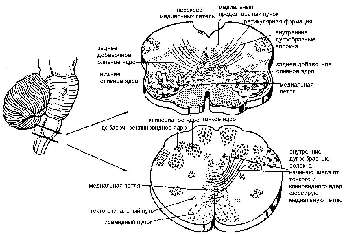 Строение продолговатого мозга на поперечном срезе ядра и проводящие пути схема