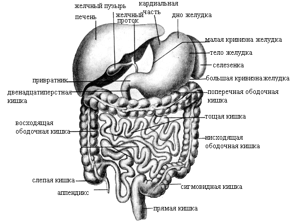Анатомия внутренних органов человека брюшной полости схема расположения в картинках с подписями