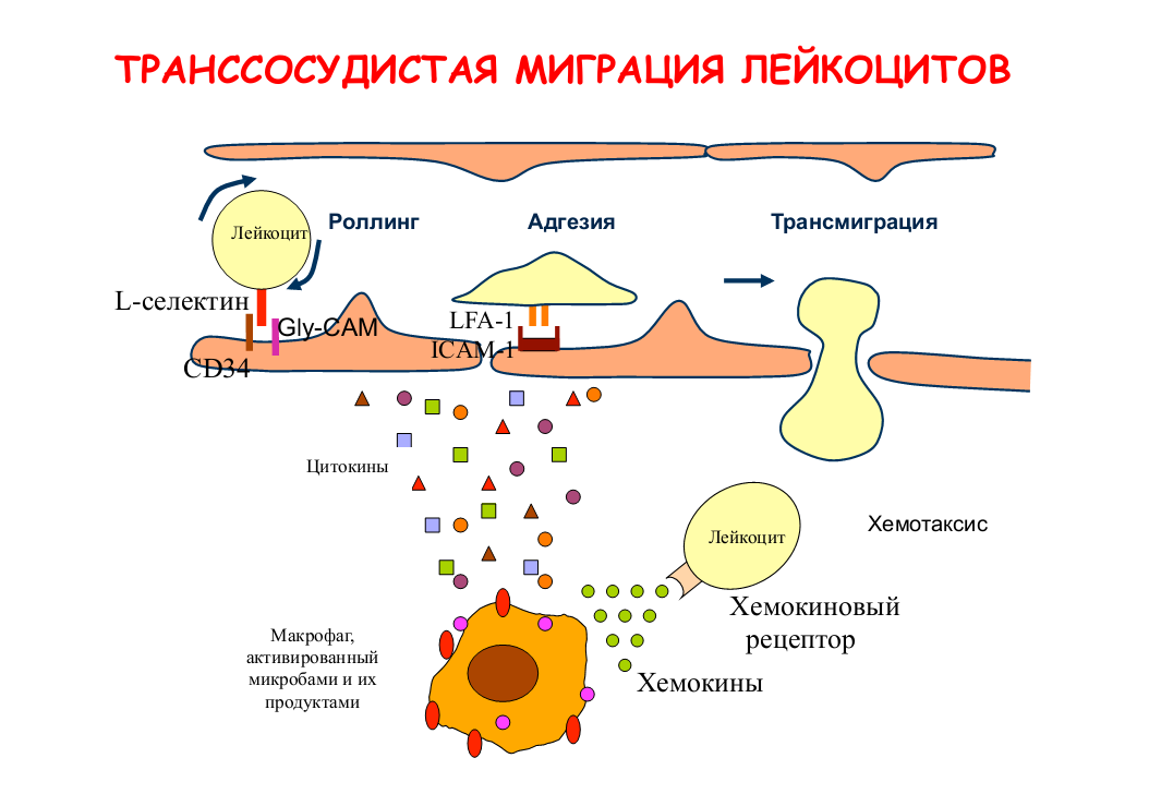 Строение хемотаксиса. Стадии миграции лейкоцитов в очаг воспаления схема. Механизм хемотаксиса лейкоцитов. Хемотаксис нейтрофилов схема. Миграция лейкоцитов в очаг воспаления.