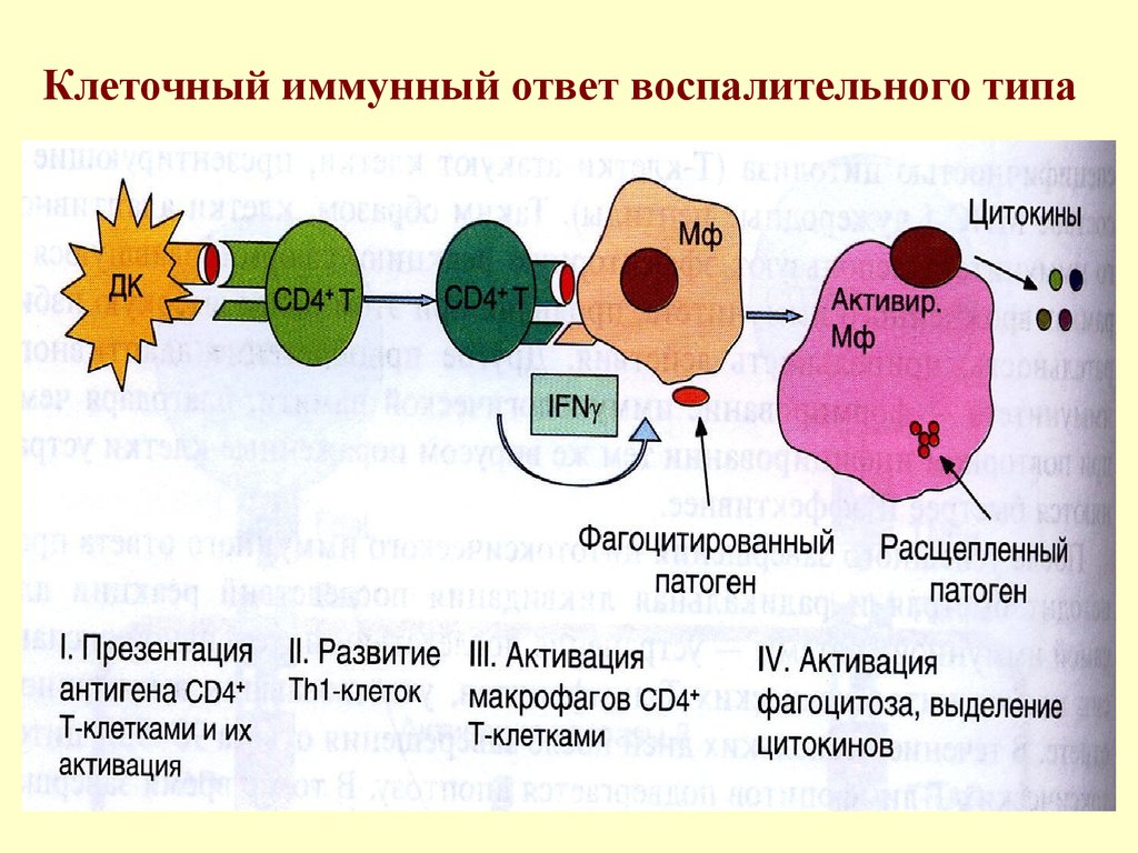 Схема межклеточной кооперации