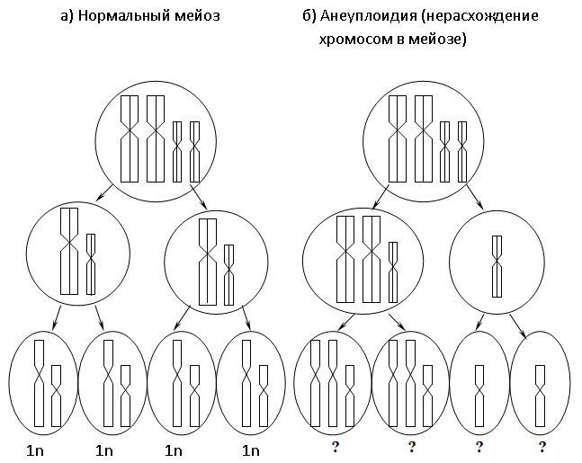 Каким номером на рисунке обозначена фаза мейоза нарушение механизмов которой может привести трисомии