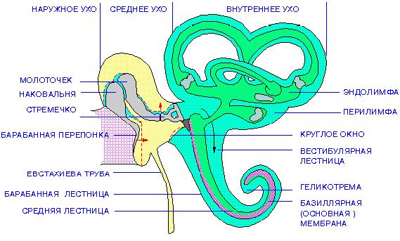 Внутреннее ухо схема