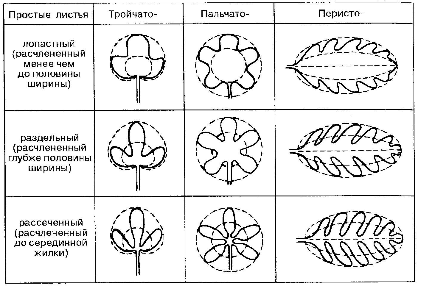 Типы рассечения листовой пластинки