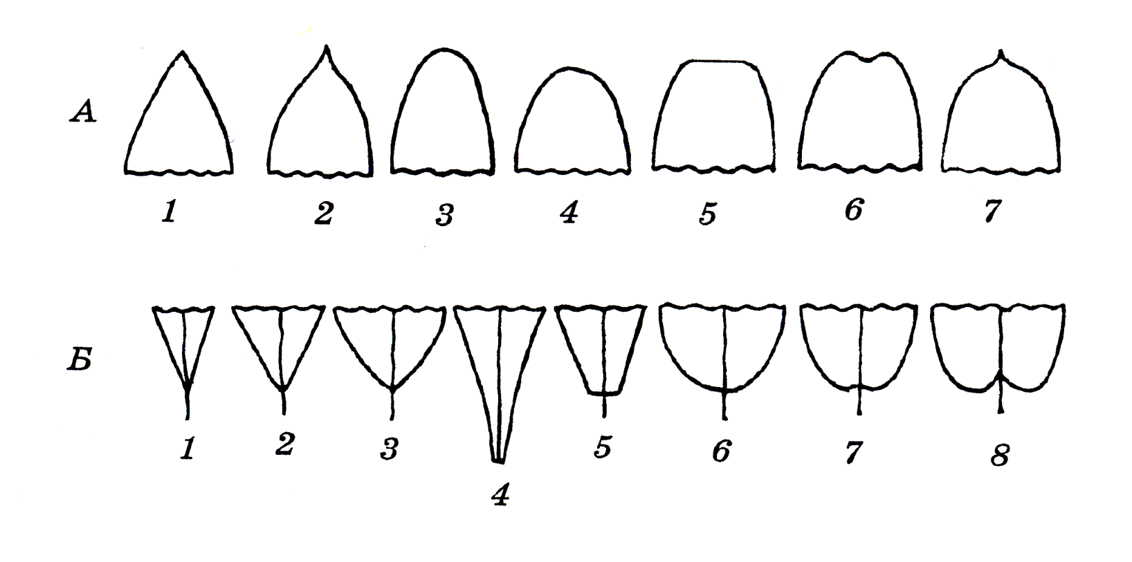 Типы верхушек листовой пластинки