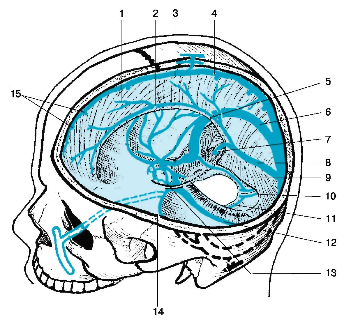 В полости черепа расположен. Венозные синусы твердой мозговой оболочки. Сигмовидный синус твердой мозговой оболочки. Венозные синусы головного мозга топографическая анатомия. Сагиттальные синусы мозга.