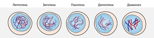 Первая профаза мейоза. Профаза 1 лептотена зиготена. Мейоз лептотена зиготена пахитена диплотена диакинез. Стадии мейоза лептотена. Фазы профазы 1 мейоза.