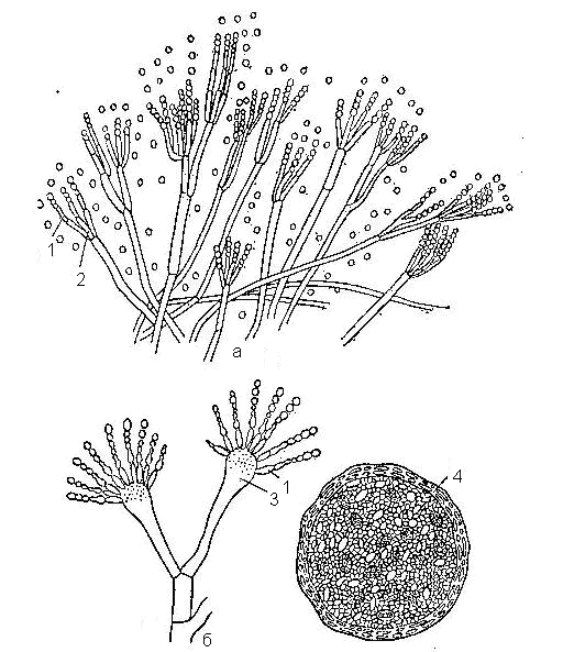Колонии пеницилла. Пеницилл золотистый. Дейтеромицеты пеницилл. Клейстотеций Aspergillus. Конидий дейтеромицеты.