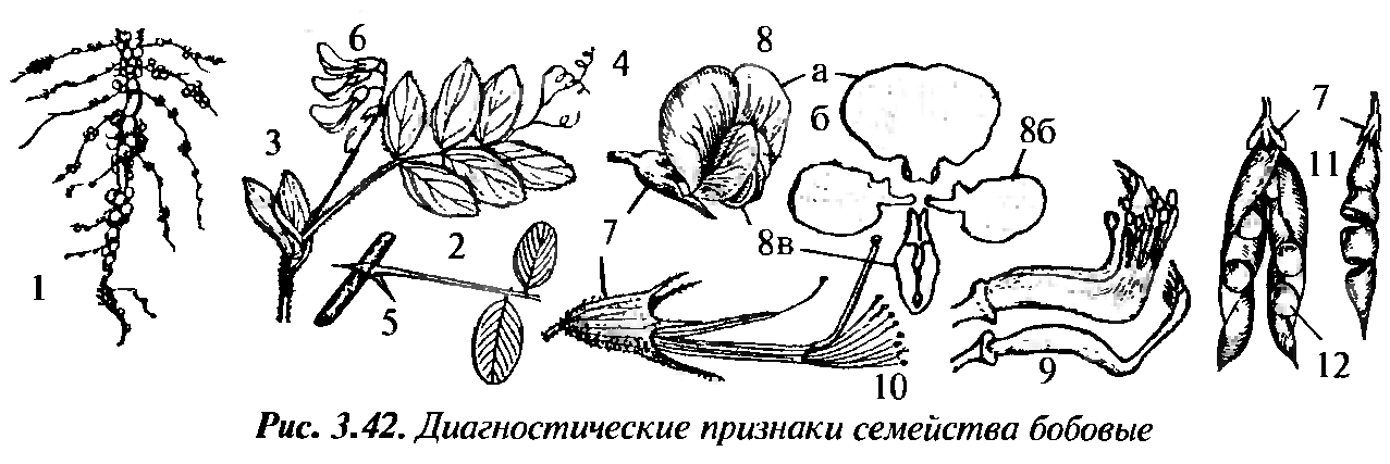 Схема мотыльковых растений