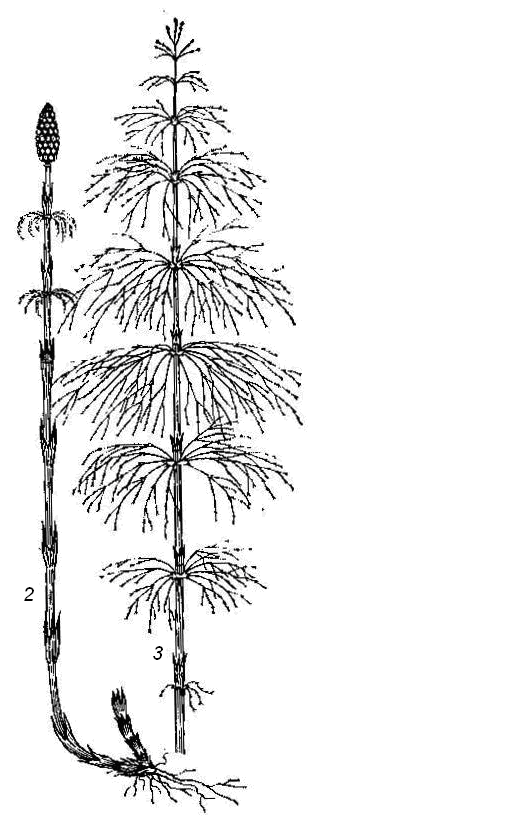 Хвощ картинки для детей