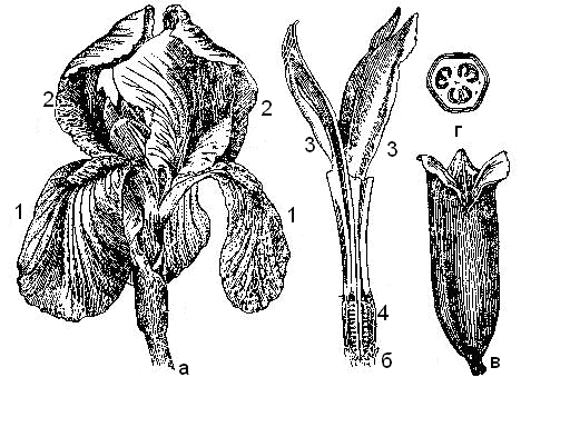 Строение цветка ириса схема