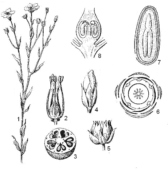 Семена льна микроскопия рисунок